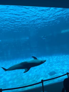 名古屋港水族館に投稿された画像（2023/8/13）