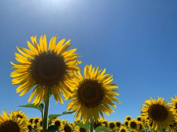 淡路ファームパーク イングランドの丘に投稿された画像（2023/8/13）