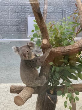 淡路ファームパーク イングランドの丘に投稿された画像（2023/8/13）