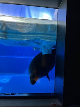 サンシャイン水族館に投稿された画像（2023/8/13）