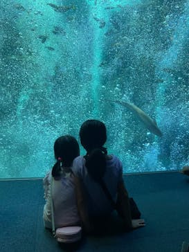 新江ノ島水族館に投稿された画像（2023/8/13）