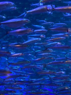 登別マリンパークニクスに投稿された画像（2023/8/13）