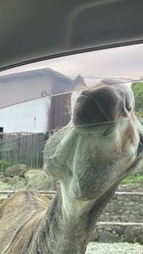 那須サファリパークに投稿された画像（2023/8/13）