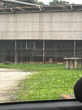 那須サファリパークに投稿された画像（2023/8/13）