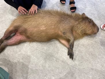 アニタッチみなとみらいに投稿された画像（2023/8/13）