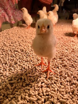 Moff animal cafe イオンモール幕張新都心店に投稿された画像（2023/8/13）