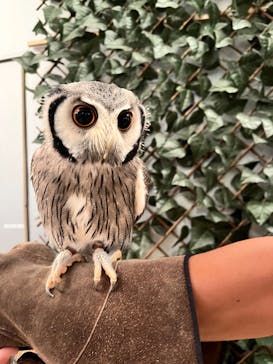 Moff animal cafe イオンモール幕張新都心店に投稿された画像（2023/8/13）