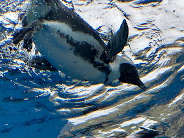 サンシャイン水族館に投稿された画像（2023/8/13）