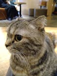 猫カフェモカ　新宿店に投稿された画像（2023/8/13）