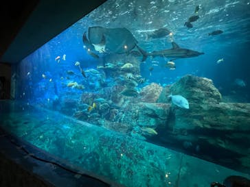 大分マリーンパレス水族館 「うみたまご」に投稿された画像（2023/8/13）