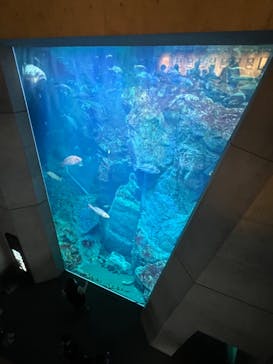 大分マリーンパレス水族館 「うみたまご」に投稿された画像（2023/8/13）