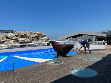 大分マリーンパレス水族館 「うみたまご」に投稿された画像（2023/8/13）