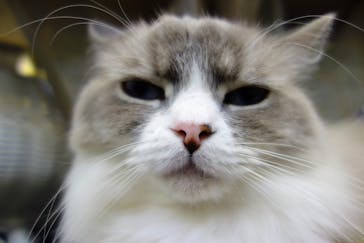 猫カフェモカ　立川店に投稿された画像（2023/8/13）