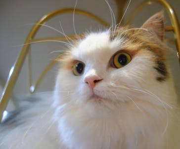 猫カフェモカ　立川店に投稿された画像（2023/8/13）