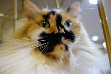 猫カフェモカ　立川店に投稿された画像（2023/8/13）