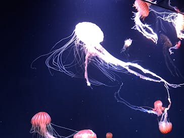 サンシャイン水族館に投稿された画像（2023/8/13）