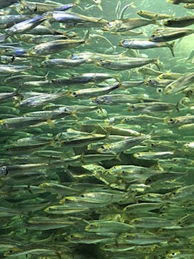 サンシャイン水族館に投稿された画像（2023/8/13）