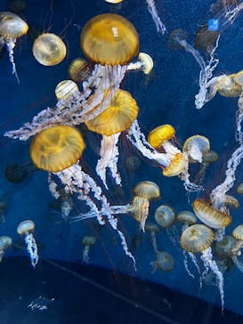 新江ノ島水族館に投稿された画像（2023/8/12）