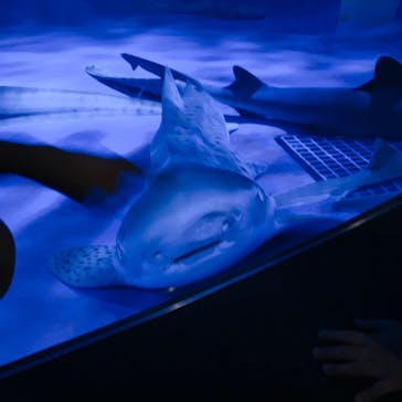 新江ノ島水族館に投稿された画像（2023/8/12）