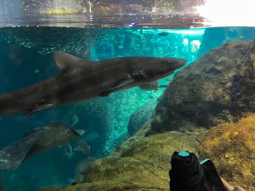 新江ノ島水族館に投稿された画像（2023/8/12）