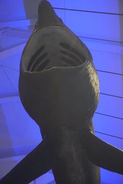 アクアワールド茨城県大洗水族館に投稿された画像（2023/8/13）