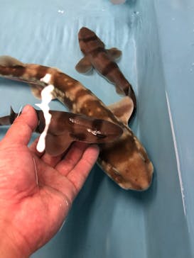 しながわ水族館に投稿された画像（2023/8/13）