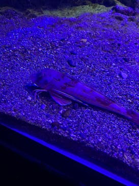 京都水族館に投稿された画像（2023/8/13）