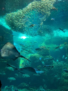 新江ノ島水族館に投稿された画像（2023/8/13）