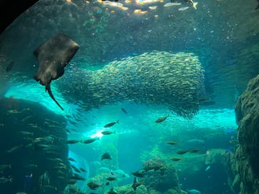 新江ノ島水族館に投稿された画像（2023/8/13）
