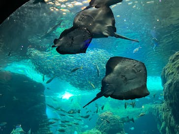 新江ノ島水族館に投稿された画像（2023/8/13）