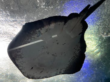 新江ノ島水族館に投稿された画像（2023/8/13）