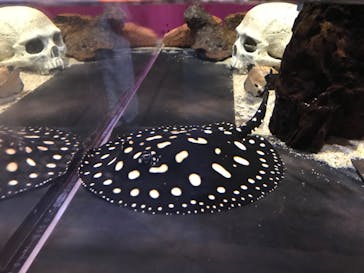 サンシャイン水族館に投稿された画像（2023/8/13）