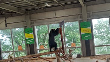 のぼりべつクマ牧場に投稿された画像（2023/8/13）