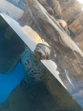 島根県立 しまね海洋館に投稿された画像（2023/8/13）