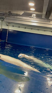 島根県立 しまね海洋館に投稿された画像（2023/8/13）