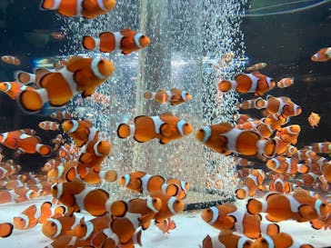 鴨川シーワールドに投稿された画像（2023/8/13）