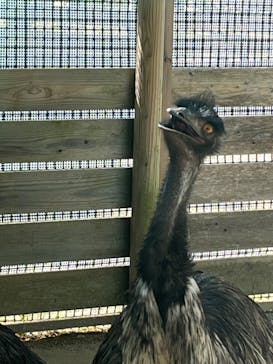 淡路ファームパーク イングランドの丘に投稿された画像（2023/8/13）