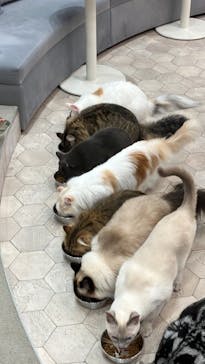 猫カフェモカ　町田ジョルナ店に投稿された画像（2023/8/13）