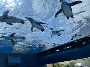 サンシャイン水族館に投稿された画像（2023/8/13）