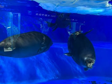 サンシャイン水族館に投稿された画像（2023/8/13）