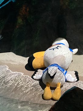 上越市立水族博物館 うみがたりに投稿された画像（2023/8/13）