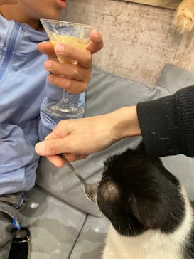 猫カフェモカ　町田ジョルナ店に投稿された画像（2023/8/13）