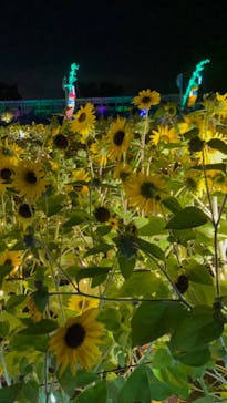 せんだい農業園芸センター　みどりの杜に投稿された画像（2023/8/13）