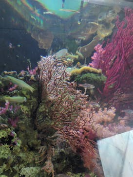 環境水族館アクアマリンふくしまに投稿された画像（2023/8/13）