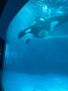 名古屋港水族館に投稿された画像（2023/8/13）