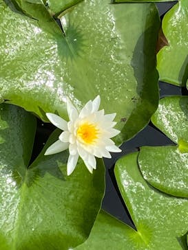 三溪園に投稿された画像（2023/8/13）