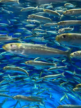 アクアワールド茨城県大洗水族館に投稿された画像（2023/8/13）