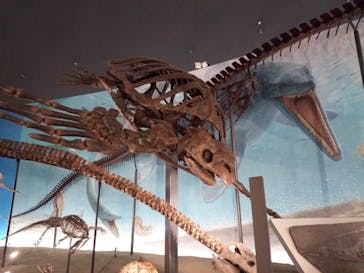 福井県立恐竜博物館に投稿された画像（2023/8/13）