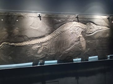 福井県立恐竜博物館に投稿された画像（2023/8/13）