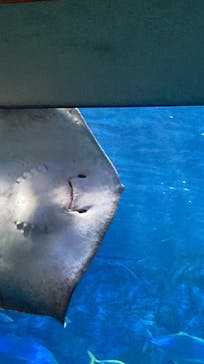 大分マリーンパレス水族館 「うみたまご」に投稿された画像（2023/8/13）